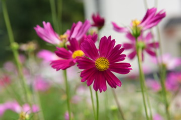 Obraz premium Beautiful Chrysanthemum Plants