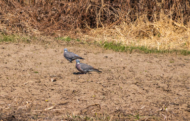 Wild pigeons feed in the garden