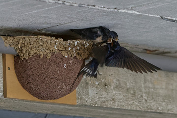 Hirondelles rustiques, nourrissage