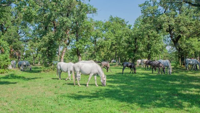 Beautiful brown and white horses Lipizzaner at a stud farm in Lipica. It's a nice summer day.