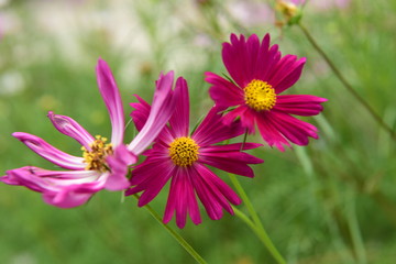 Obraz premium Piękne rośliny chryzantemy