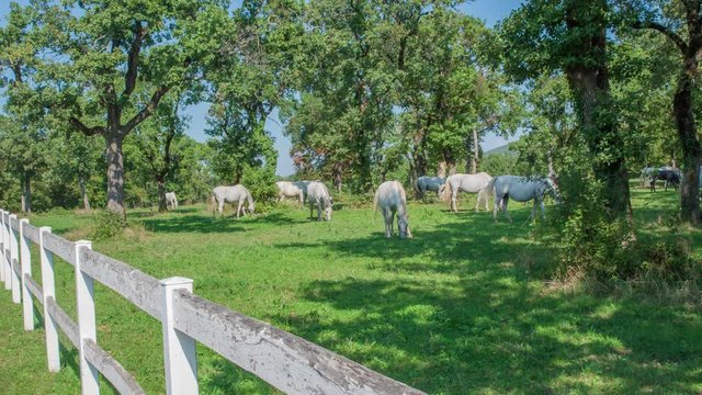 It's a nice summer day at Lipica stud farm. Horses are eating grass and everything looks so calm and serene.