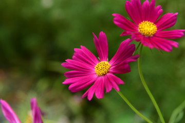 Obraz premium Beautiful Chrysanthemum Plants
