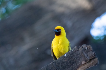 Yellow Bird