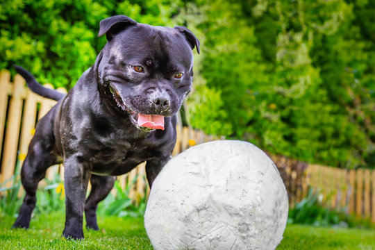 Happy Staffordshire Bull Terrier dog staring at a slightly deflated soccer, football waiting to play on grass  with a picket fence and hedge in the background