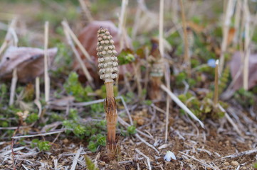 spring horsetail Bud