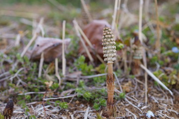 spring horsetail Bud
