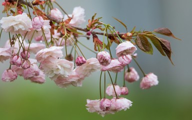 cherry blossom flowers 
