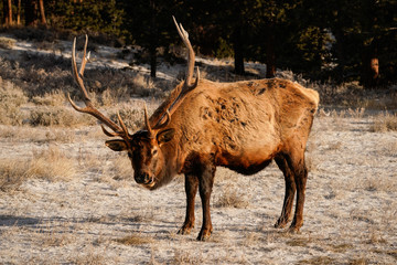 Bull Elk Pose