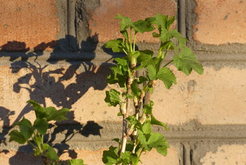 Currant twig on the brick wall background.