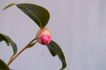 Camellia japonica red flower