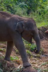 Fototapeta premium Baby elephant walking