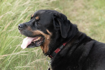 A portrait of an elderly male Rottweiler on a walk in the country.