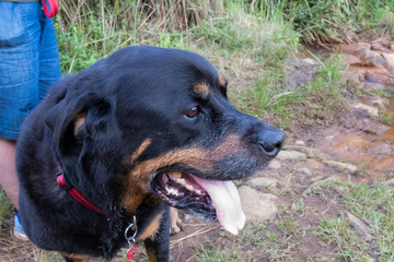 Fototapeta premium A portrait of an old male Rottweiler on a walk in the country.