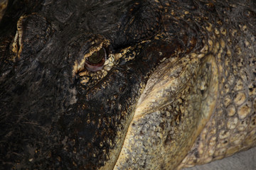 Alligator / Alligator / Alligator