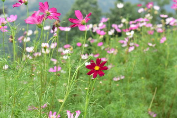 Beautiful Chrysanthemum Plants