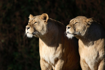 Afrikanischer Löwe / African Lion / Panthera leo