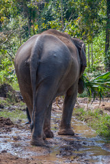 Adult elephant from behind