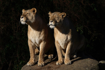 Afrikanischer Löwe / African Lion / Panthera leo