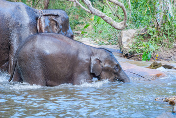 Elephants swimming in a river