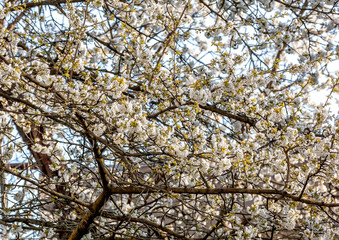 Fototapeta premium Apfelblühte