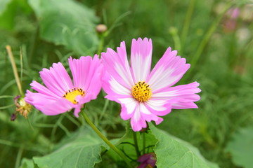 Obraz premium Beautiful Chrysanthemum Plants