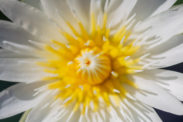 White lotus