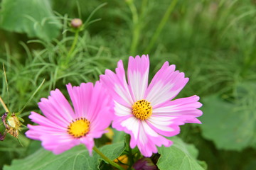 Obraz premium Beautiful Chrysanthemum Plants