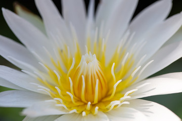 White lotus