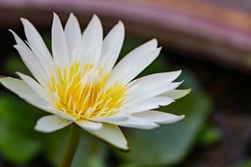 White lotus