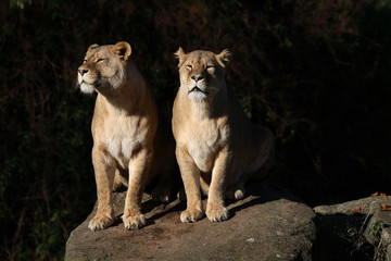 Fototapeta na wymiar Afrikanischer Löwe / African Lion / Panthera leo