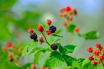 Wild unripe blackberries in the woods