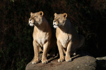 Afrikanischer Löwe / African Lion / Panthera leo