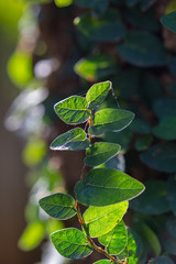 Small leaves, spider webs