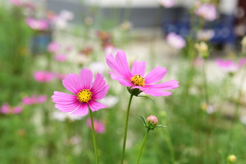Beautiful Chrysanthemum Plants