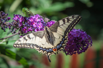 Plakat butterfly bush, Buddleia davidii in the garden and a butterfly