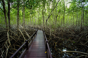 Thailand, Bridge - Built Structure, Forest, Dark, Footpath