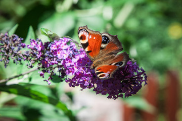 Fototapeta na wymiar butterfly bush, Buddleia davidii in the garden and a butterfly