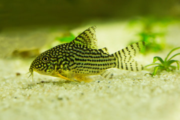 Sterba's corydoras (Corydoras sterbaii).