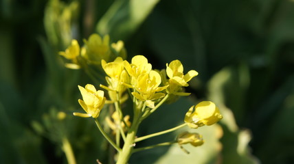 canola flower in japan fukushima