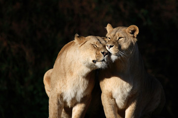 Obraz na płótnie Canvas Afrikanischer Löwe / African Lion / Panthera leo