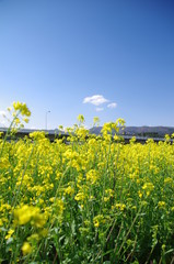 Fototapeta premium canola flower in japan fukushima