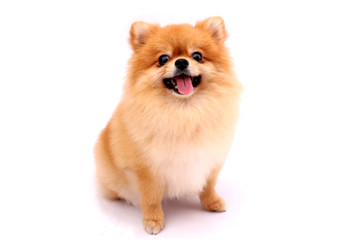 Pomeranian dog on a white background. - obrazy, fototapety, plakaty