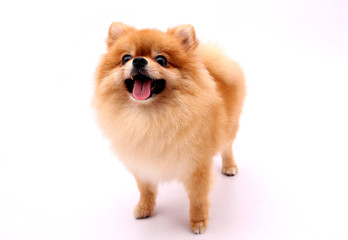 Pomeranian dog on a white background.