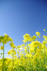 canola flower in japan fukushima