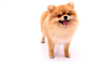 Fototapeta na wymiar Pomeranian dog on a white background.
