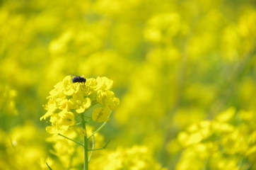 Obraz premium canola flower in japan fukushima