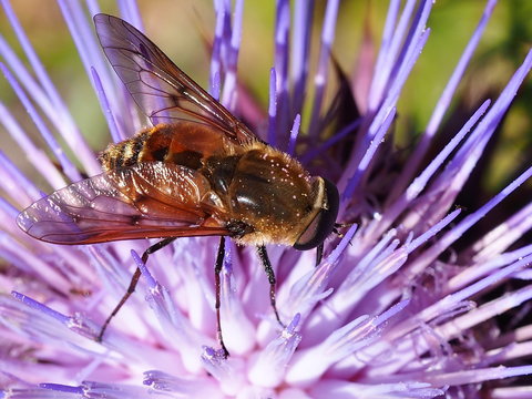 Horse-fly (Pangonius variegatus)