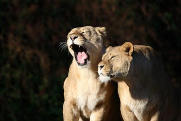 Afrikanischer Löwe / African Lion / Panthera leo