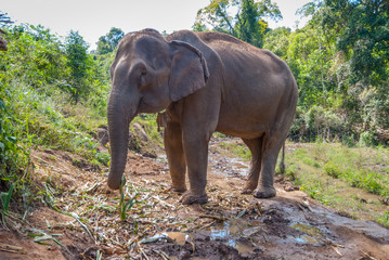 Fototapeta na wymiar Adult female asian elephant